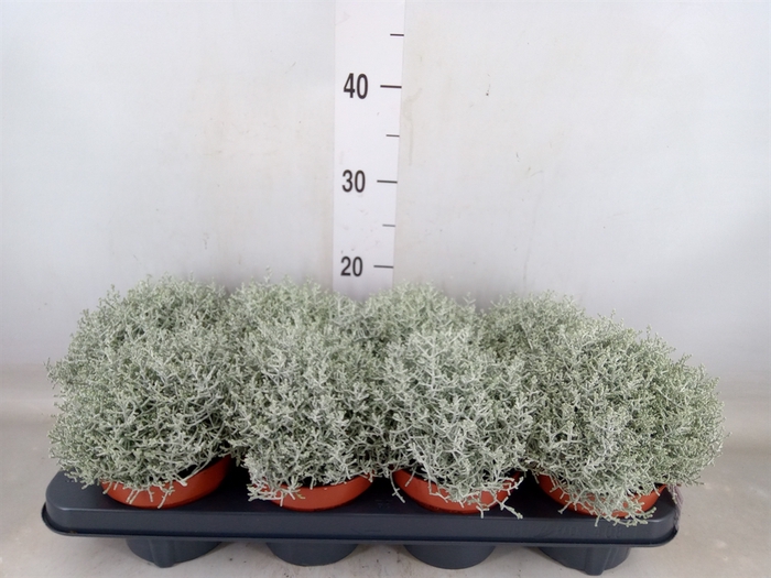 <h4>Leucophyta brownii 'Whimsy Silv'</h4>