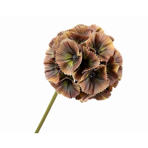 Scabiosa Brown