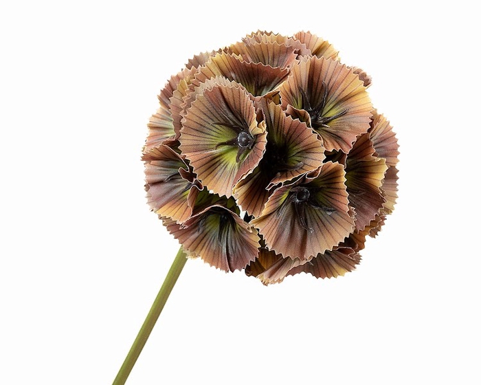 <h4>Scabiosa Brown</h4>