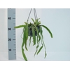 Rhipsalis hangpot Monocantha