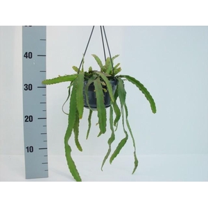 Rhipsalis hangpot Monocantha