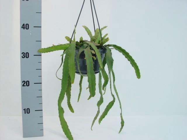 Rhipsalis hangpot Monocantha