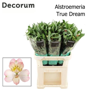 ALSTR TRUE DREAM
