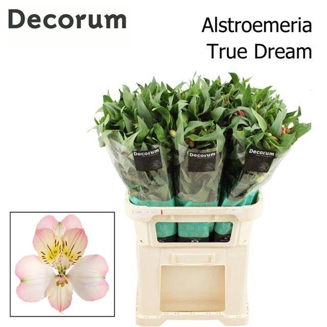 <h4>ALSTR TRUE DREAM</h4>