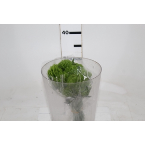 DIANTHUS GREEN BALL 030 CM