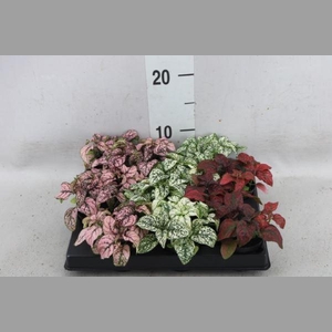 Hypoestes phyllo.   ...