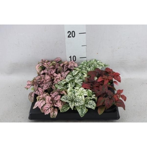 Hypoestes phyllo.   ...