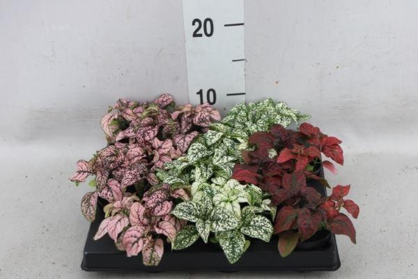 <h4>Hypoestes phyllo.   ...</h4>