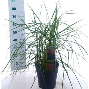 MISC SINENSIS