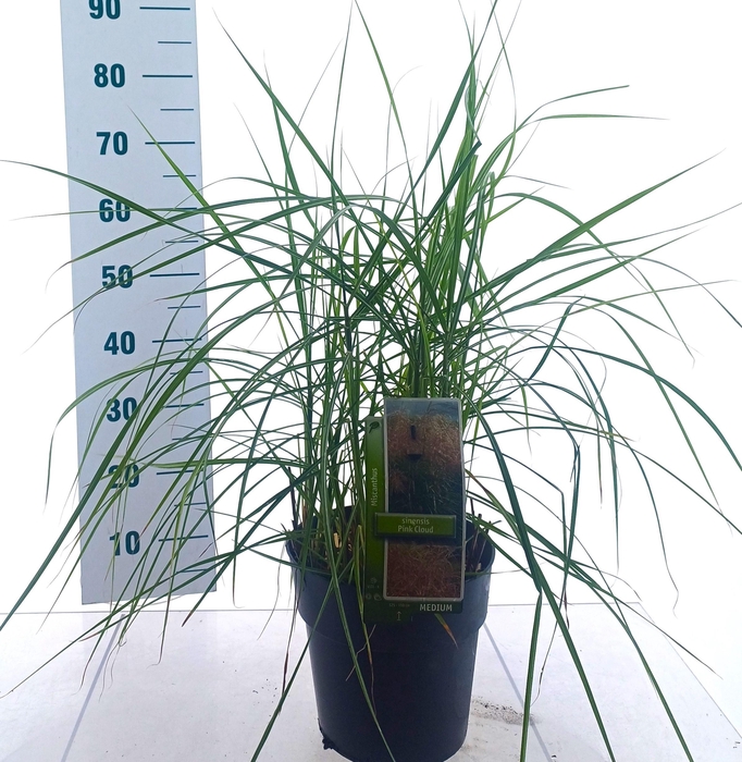 <h4>MISC SINENSIS</h4>
