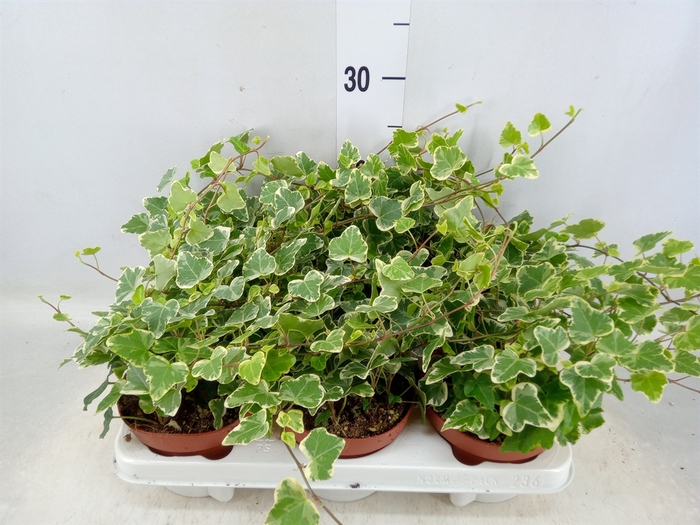 <h4>Hedera helix 'White Wonder'</h4>