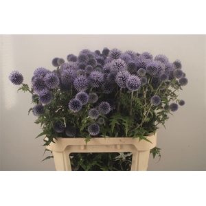 Echinops Ba Blue Globe