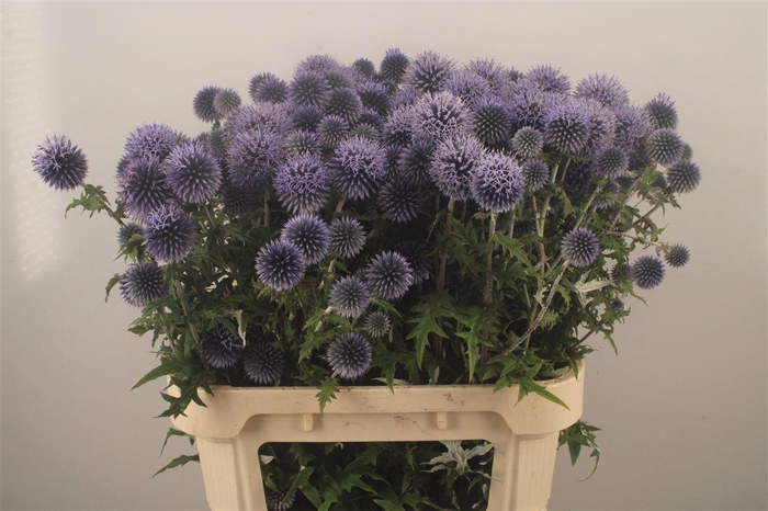 <h4>Echinops Ba Blue Globe</h4>