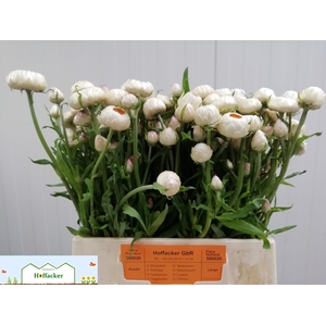 HELICHRYSUM OV