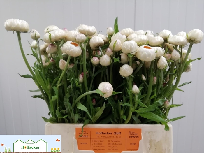 <h4>HELICHRYSUM OV</h4>