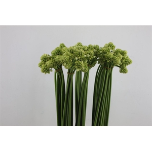 Ornit Saundersiae 90cm