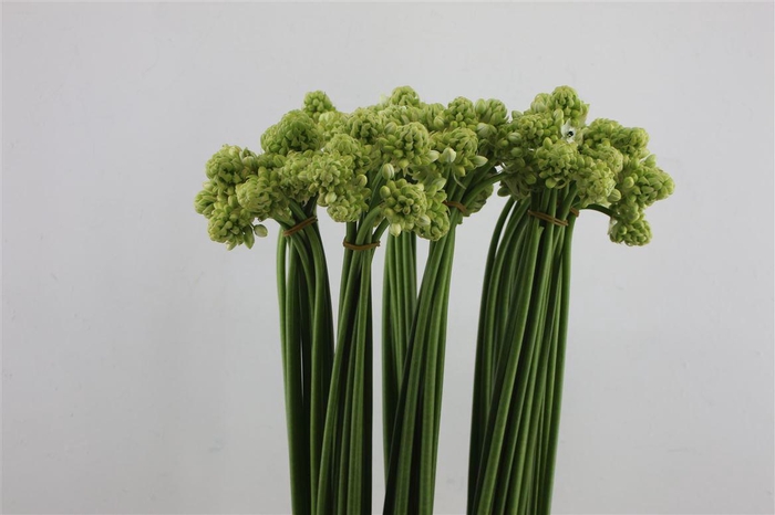 <h4>Ornit Saundersiae 90cm</h4>