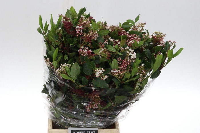 <h4>Dec Viburnum Valeriy X5</h4>