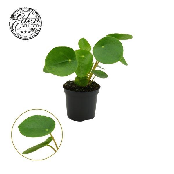 <h4>PILEA PEPEROMIOIDES</h4>