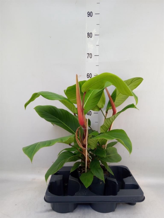 <h4>Philodendron   ...</h4>