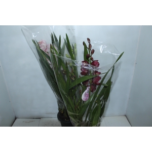 CYMBIDIUM P18
