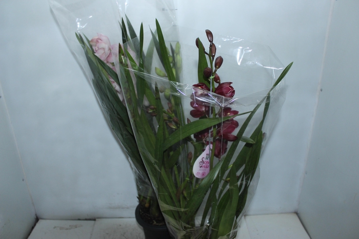 <h4>CYMBIDIUM P18</h4>