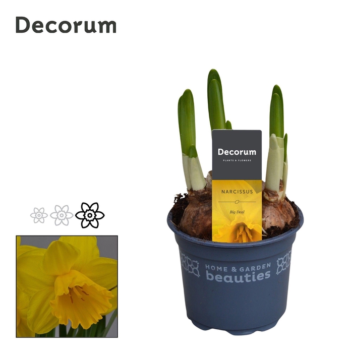 <h4>Narcis Big Deal</h4>