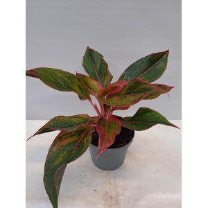 AGLAONEMA COMMUTATUM P13 KING OF SIAM