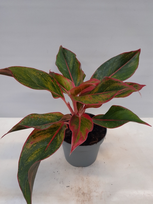 AGLAONEMA COMMUTATUM P13 KING OF SIAM