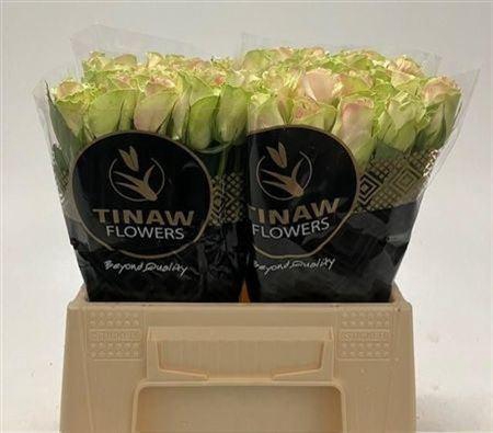 <h4>R Gr La Belle</h4>