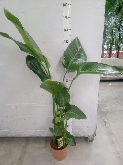 <h4>Strelitzia nicolai</h4>