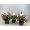 Fuchsia Overig hangpot mix