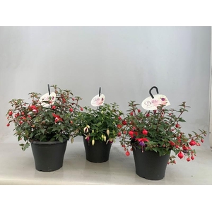 Fuchsia Overig hangpot mix