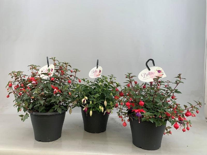 <h4>Fuchsia Overig hangpot mix</h4>