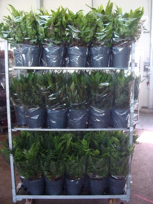 <h4>Varens overig</h4>