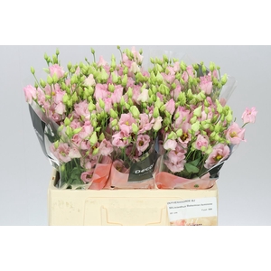 Eust En Bohemian Pink Feminine 60cm