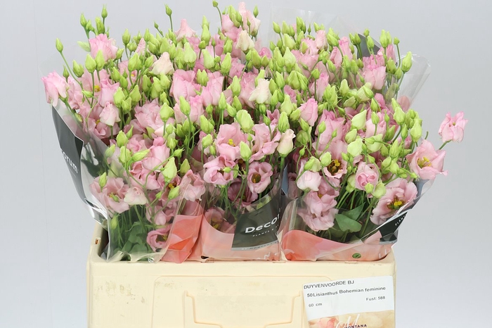 <h4>Eust En Bohemian Pink Feminine 60cm</h4>