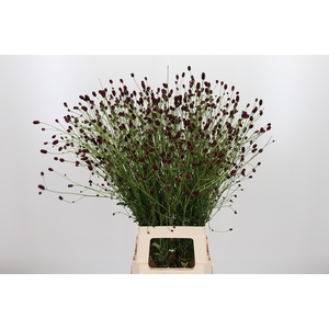 Sanguiso Officinalis