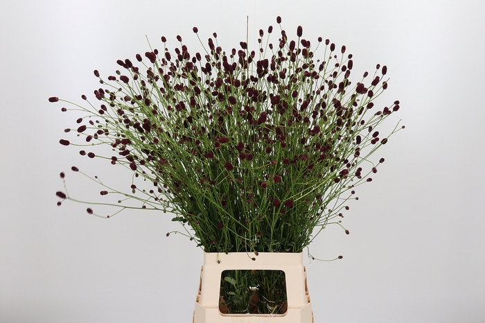 <h4>Sanguiso Officinalis</h4>