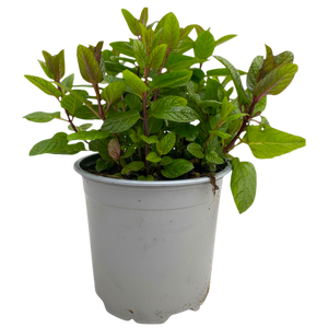 Mentha spicata Maroc