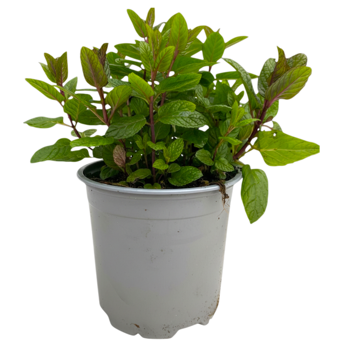 <h4>Mentha spicata Maroc</h4>