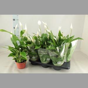 SPATH PEARL CUPIDO