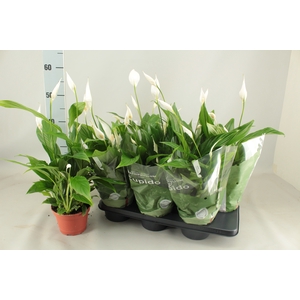 SPATH PEARL CUPIDO