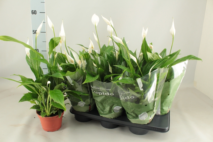 <h4>SPATH PEARL CUPIDO</h4>