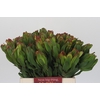 Leucadendron Laurel Yellow