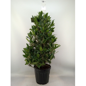 Laurus nobilis