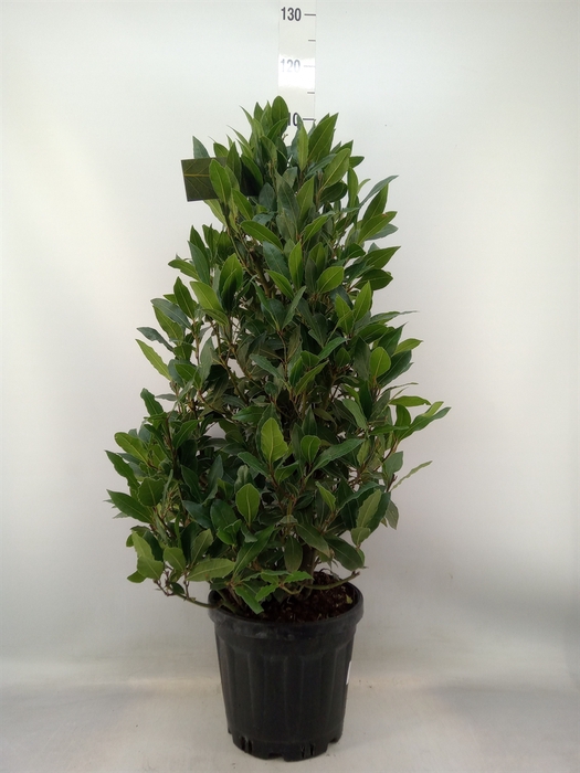 <h4>Laurus nobilis</h4>