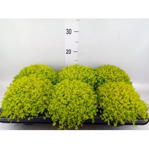 Soleirolia soleirolii ...mix