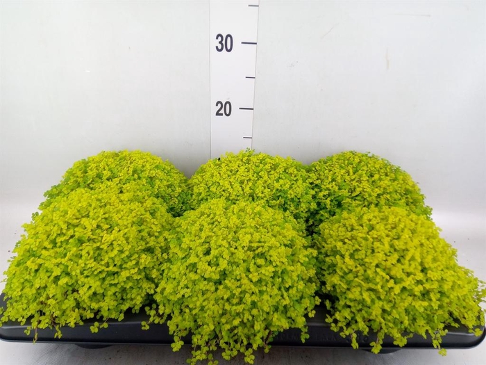 <h4>Soleirolia soleirolii   ...mix</h4>