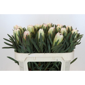 Protea White Night